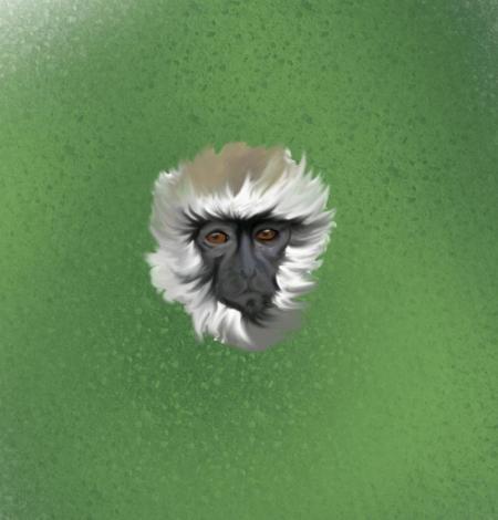 singe